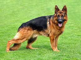 REX