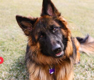 Trump Dog