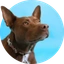 1st Ever dog to talk