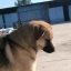 Rocky The New King