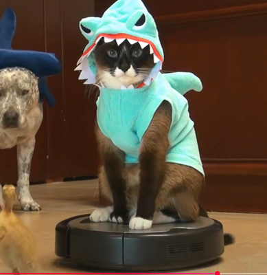 SharkCat