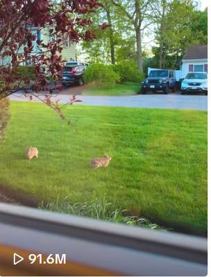 Bunny Hop