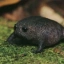 No.1 Tiktok Black Frog