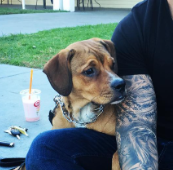 Alon Cohen's Dog