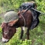 Donkey-3000