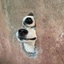 2 Dogs 1 Hole