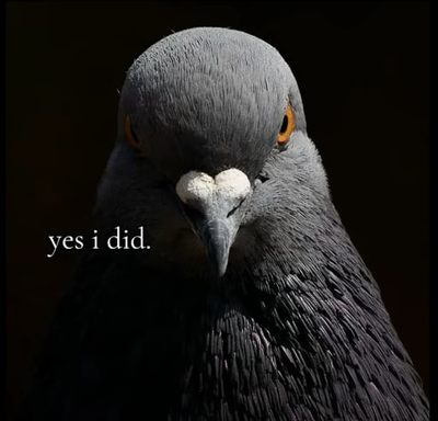 The pigeon speaks