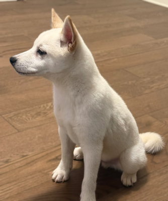 Mishka The Tile Doge