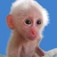 baby moon monkey 