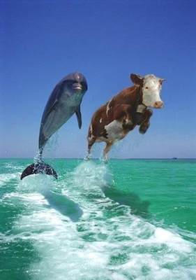 cowphin