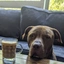 Fullsend John's Dog