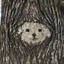 Dog Bark