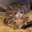 Worthless Cat