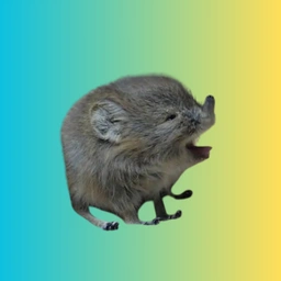 Baby Elephant Shrew