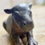 Mars the hippo