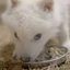 Female Dire Wolf