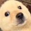 Baby Doge