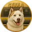 VIOLA