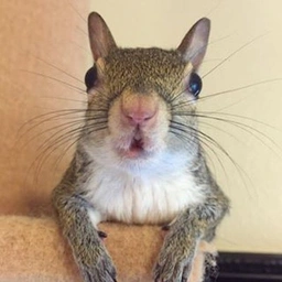 Jill The Squirrel