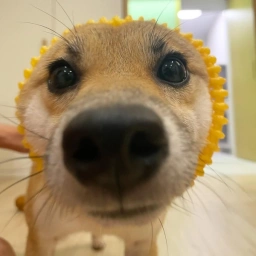 Pochita Inu