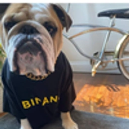 Binance Director